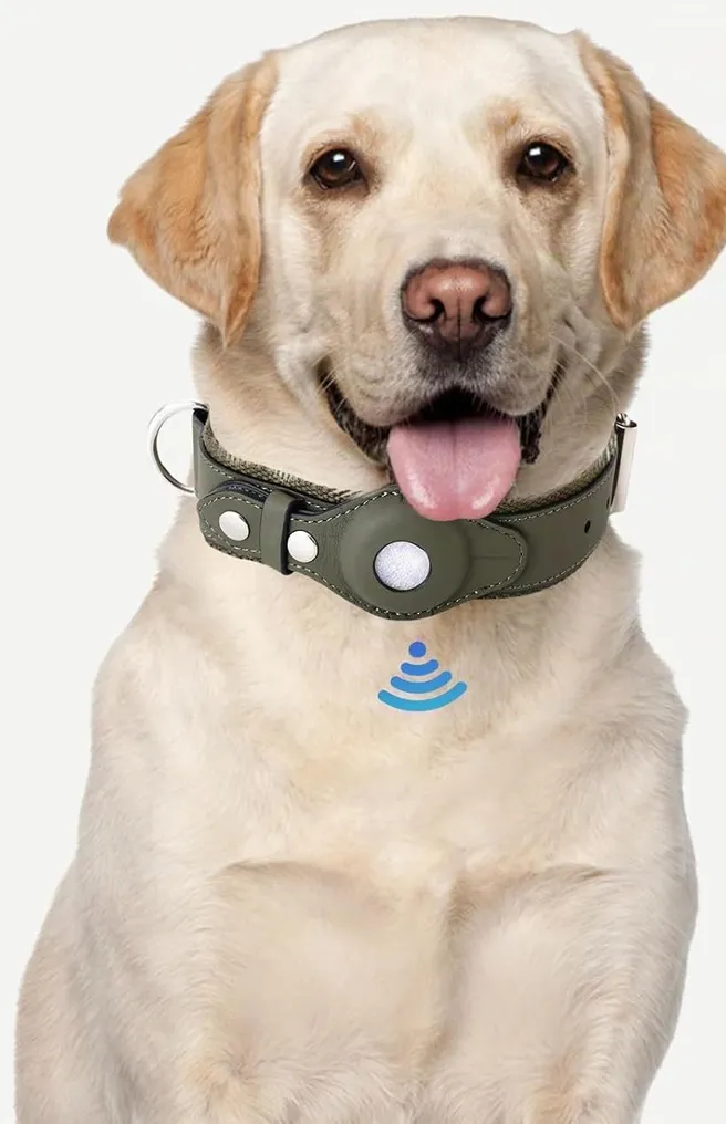 Perro con collar de cuero y rastreador integrado